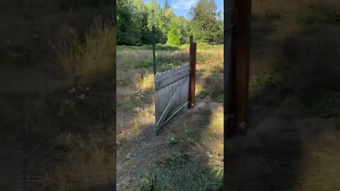 Doggy Checks Out His New Fenced Yard