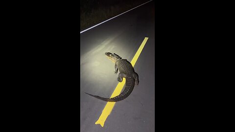 Python hatchling season in the Florida Everglades