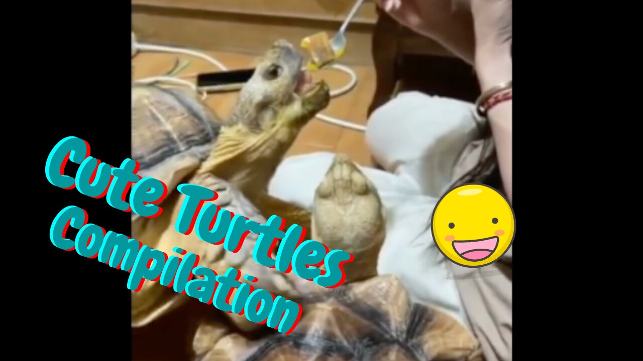 Cute Turtles Compilation - Adorable Turtles to Brighten Your Day