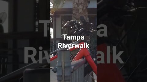 Sunshine & Riverwalk! Tampa, FL #shortsvideo #shorts #short