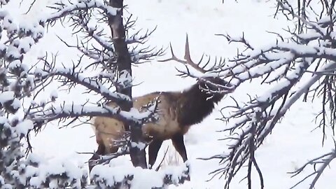 "I'M JUST GOING TO SNEAK BY BEHIND THIS LINE OF TREES!" Bull elk taking a stroll!