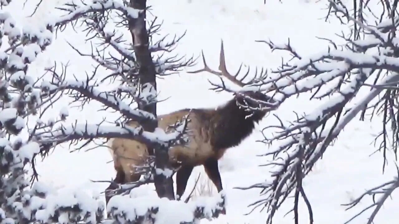"I'M JUST GOING TO SNEAK BY BEHIND THIS LINE OF TREES!" Bull elk taking a stroll!