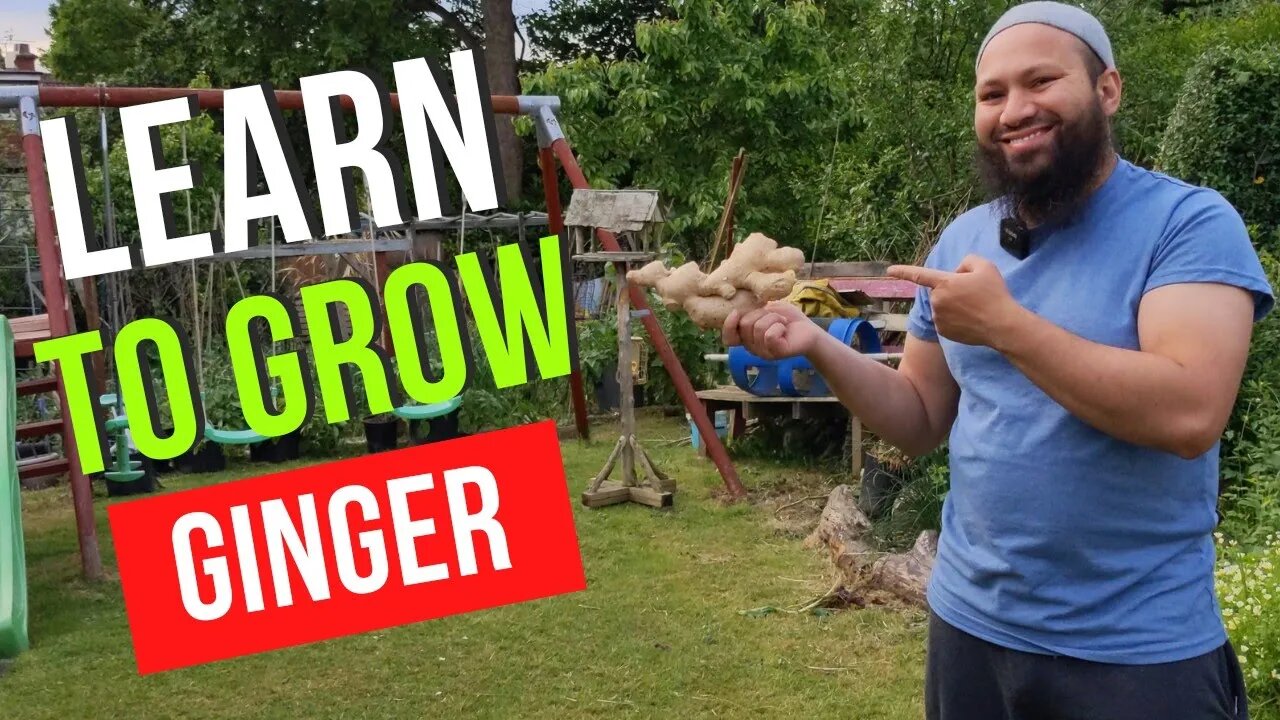 How To Grow Ginger In Cold Climates