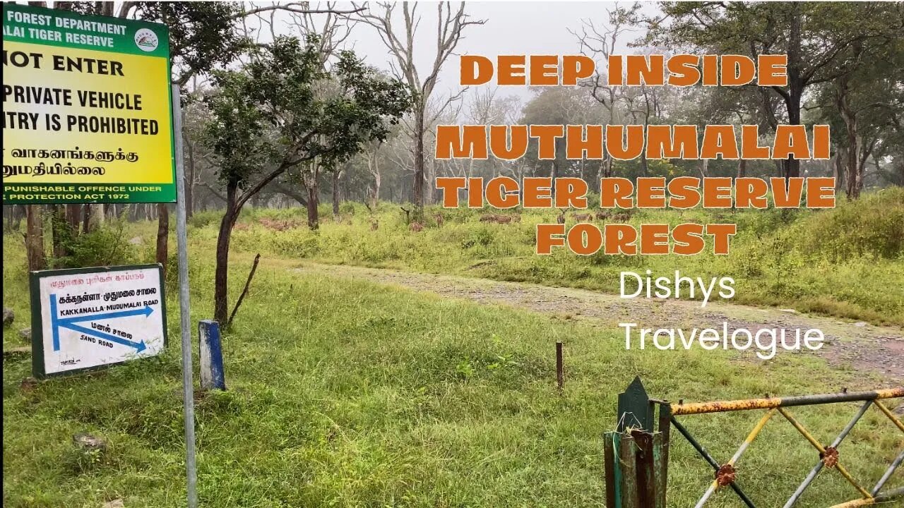 Deep Inside Forest - Muthumalai Tiger Reserve