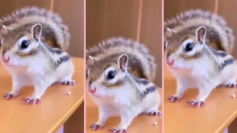 Best and funniest squireel videos_funny and cute animals video