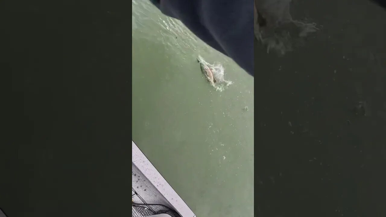 PISSED OFF Smallie Goes CRAZY After Being Hooked