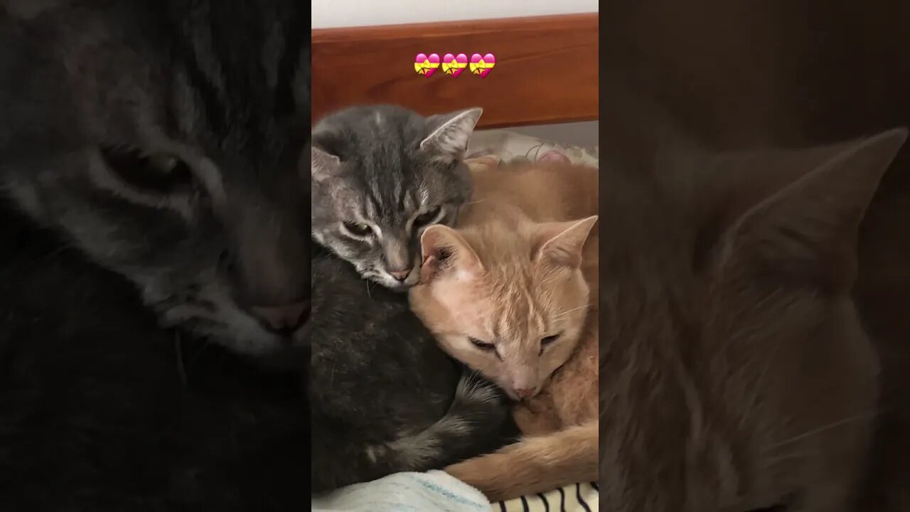 Cute cats