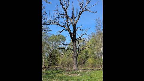 #Žygeivis. Aukštieji Šančiai (ąžuolynas, piliakalnis, karių kapinės)