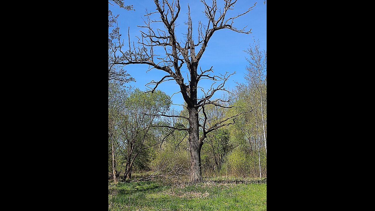 #Žygeivis. Aukštieji Šančiai (ąžuolynas, piliakalnis, karių kapinės)