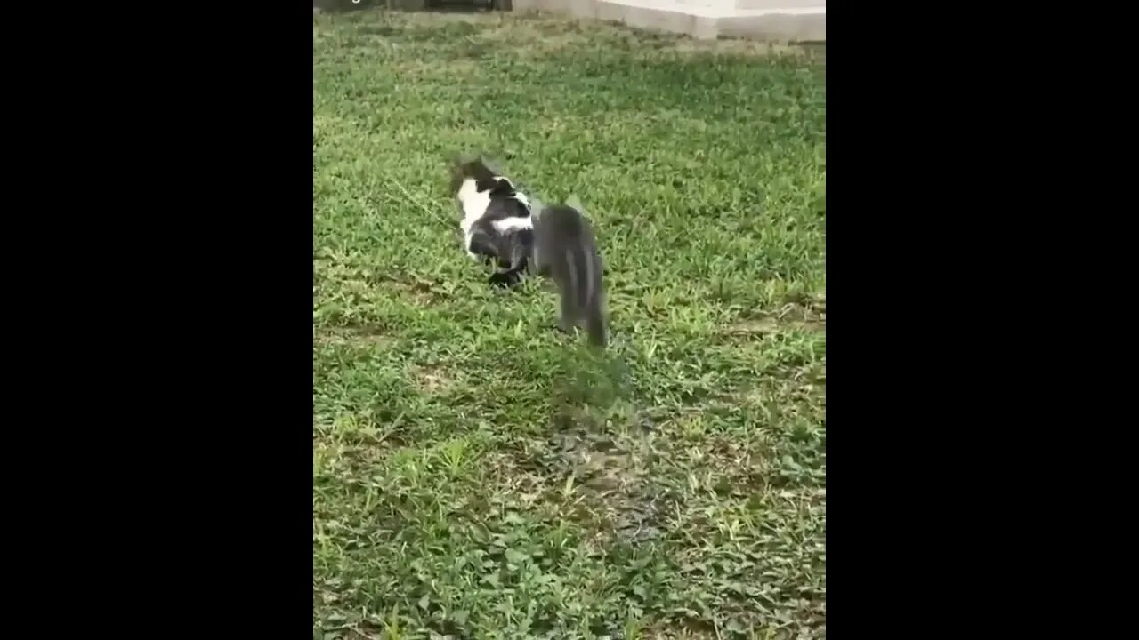 #shortscatsvideos #shorts cats videos#shortspetsvideos #shortspetsvideos #shortsanimalsvideos
