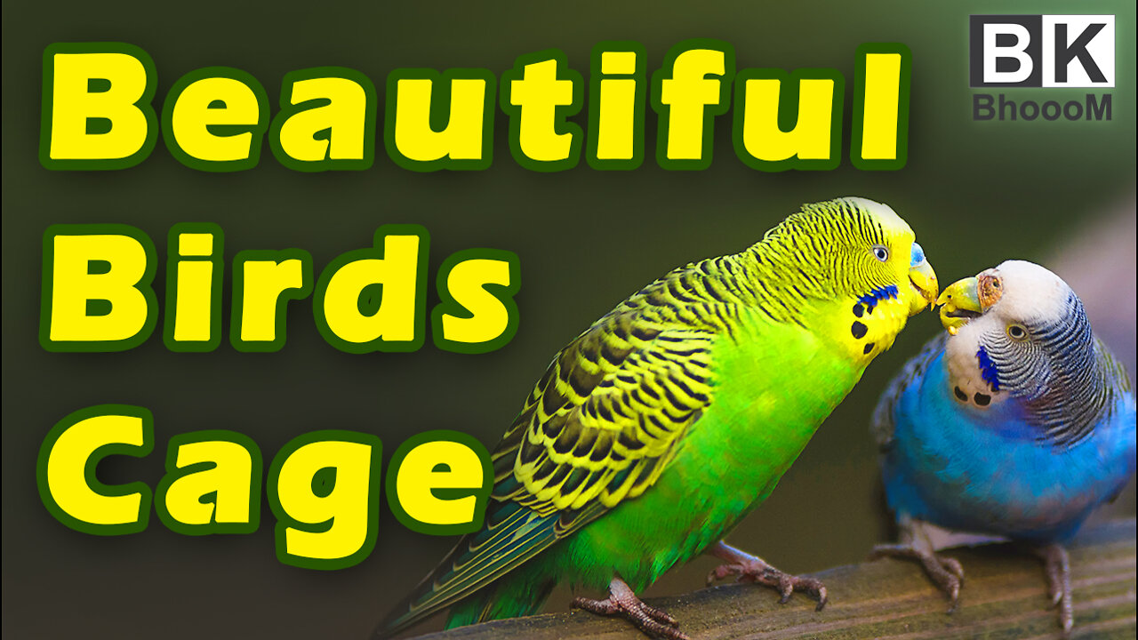 Beautiful Bird House | Low Cost DIY Bird Cage | Larger Bird Cage at your home | BkBhoooM