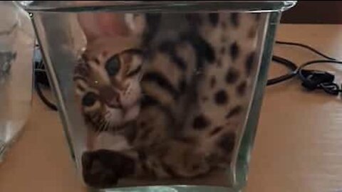 Contortionist cat plays in vase