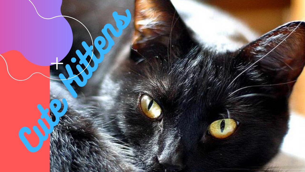 Cute.funny kittens. beautiful from Brazil Gatinhos Fofos