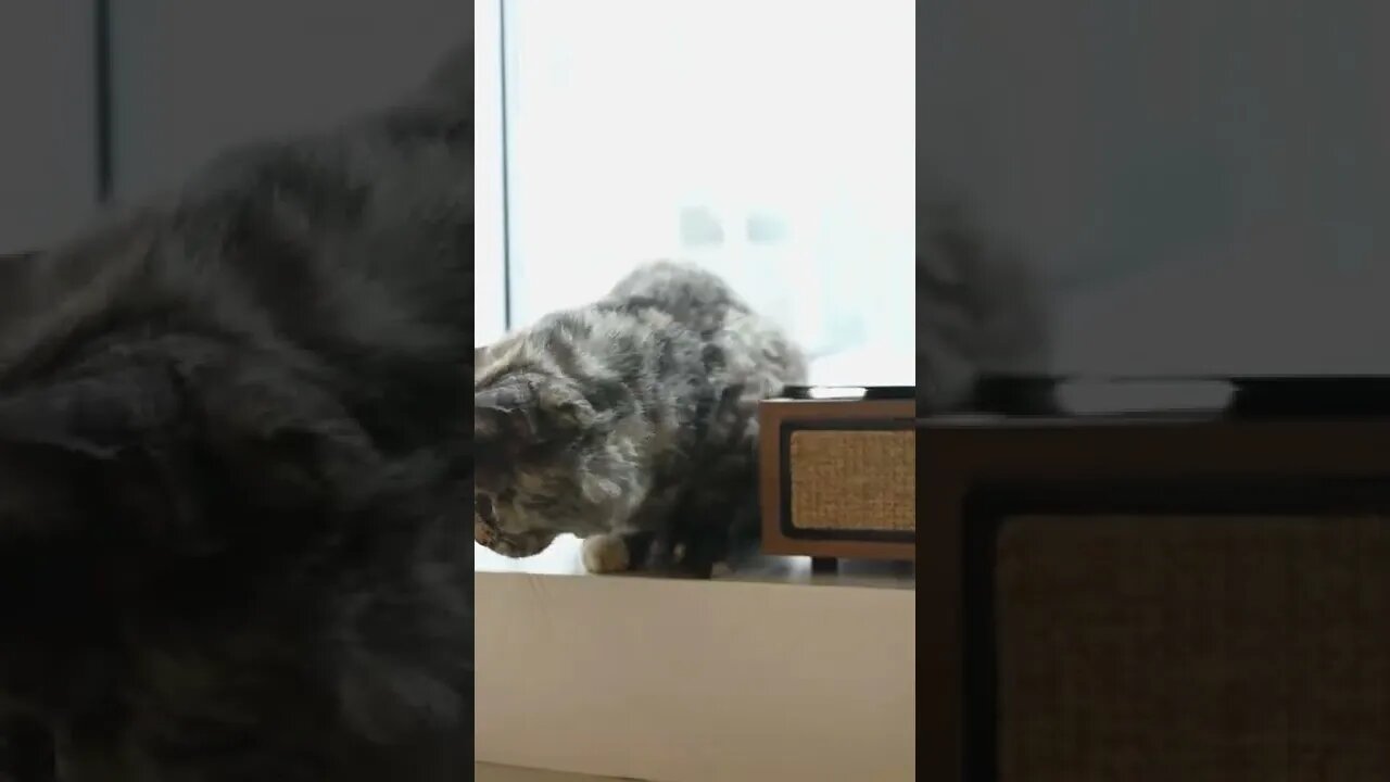 KUCING LUCU #PART 68