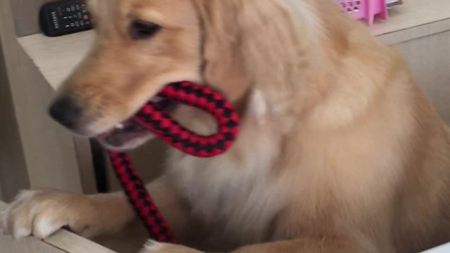 Golden Retriever can't quite figure out swinging door