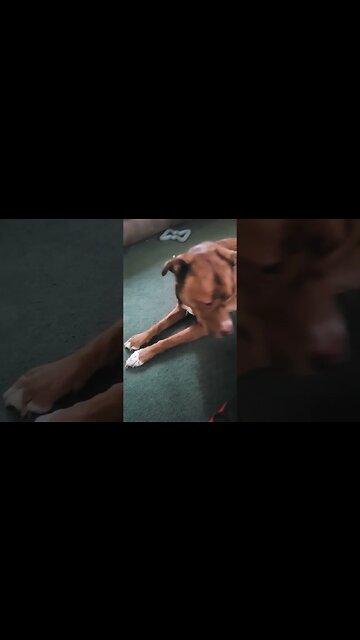 wait for it... #dog #family #love #dogs #dogtricks #dogsplaying #pitbull #labrador