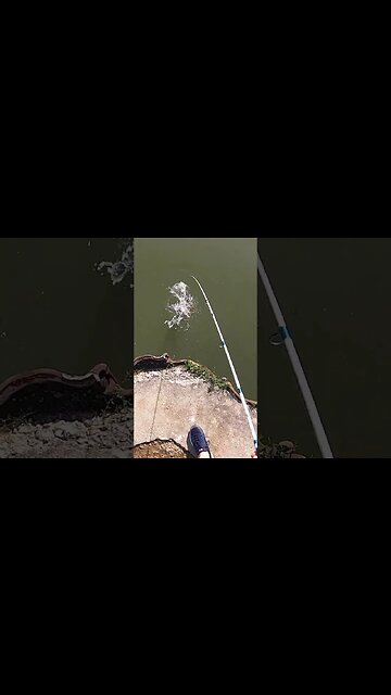 Lake Erie Largemouth on the Banshee Crankbait!