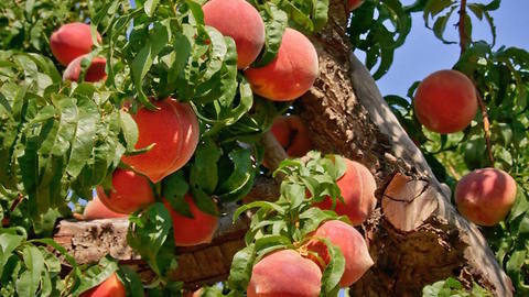 FRESH FRUIT! Where to go in Arizona to pick your own produce - ABC15 Digital