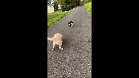 dogs vs cat funny moments