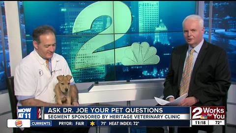 Dr. Joe and Nugget answer pet questions