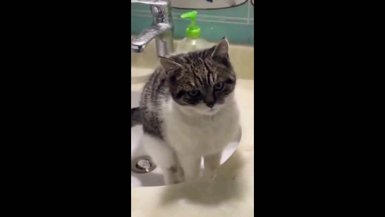 Cute Funny Cats