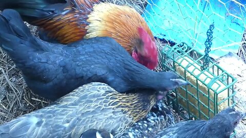 Chicken Treat: Peanut Suet.