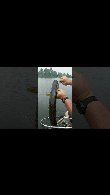 Tiger Muske #metaldetecting #tigermuske #fishing #bass #pike #fish #treasurehunting #arrowheads