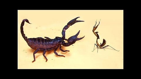 BIG SCORPION and BABY MANTIS