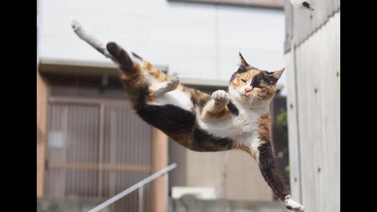 Kung fu Master Cat!