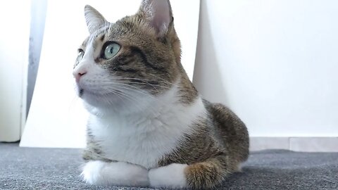 Cat Sits in Front of the Washing Machine to Watch It