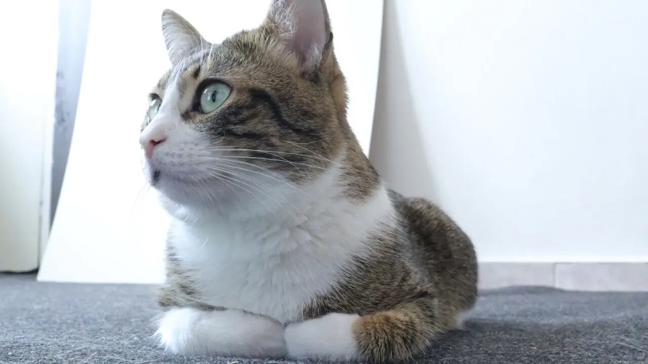 Cat Sits in Front of the Washing Machine to Watch It