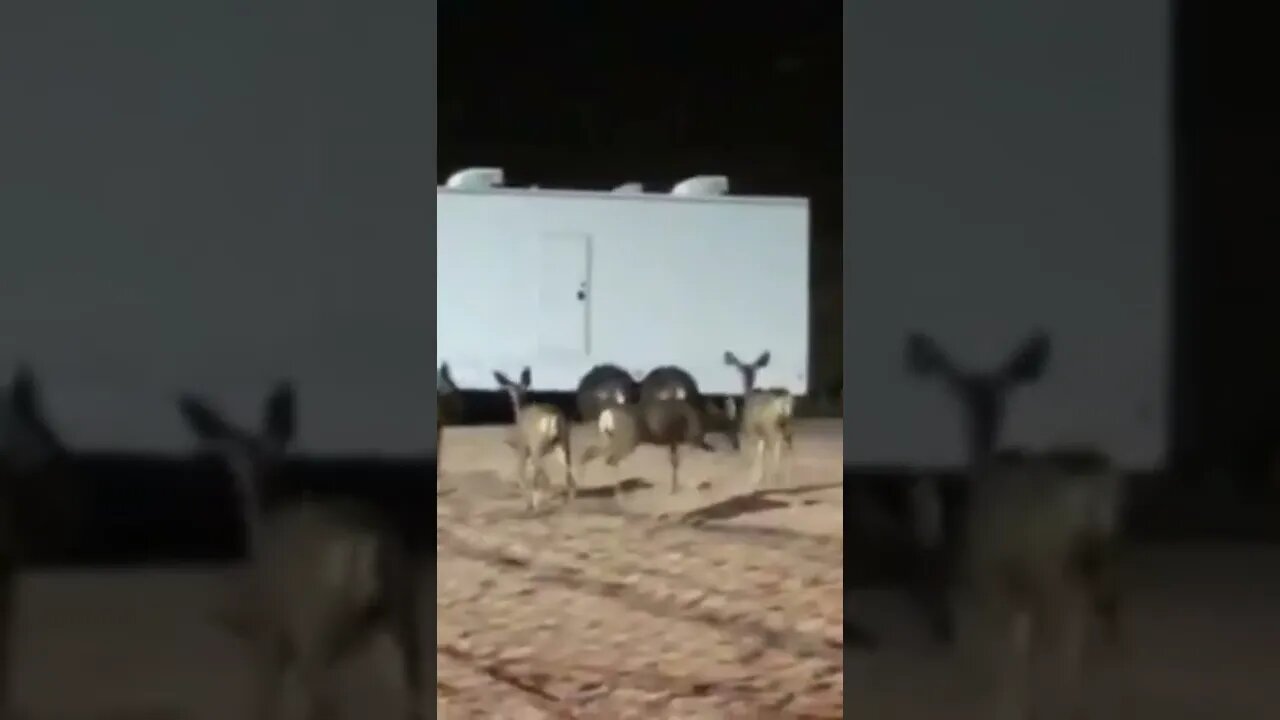 Deer Patrol