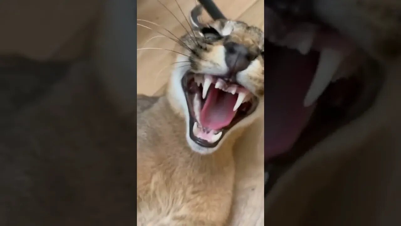 Yes they hiss and bite like normal kitties.