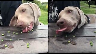 Un cane e i pisellini congelati... che spasso!