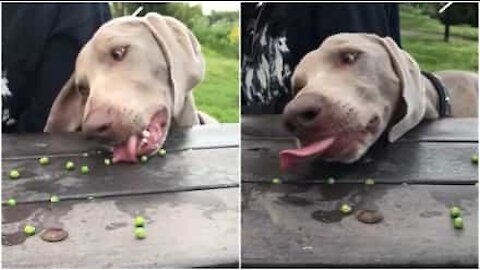 Un cane e i pisellini congelati... che spasso!