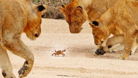 1 Crab Takes on Pride of Lions!!!