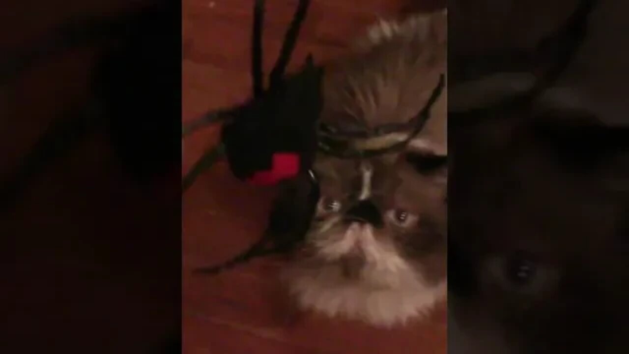 Yoshi Cat Grabs The Toys Spider #Shorts 😺