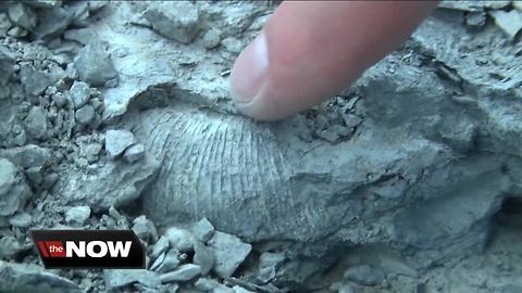 "World's Largest Fossil Dig" happening in Hamburg on Saturday