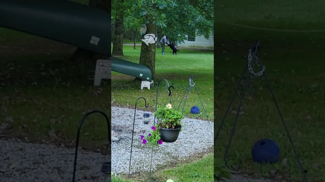 Dog Waits for Friend Every Morning