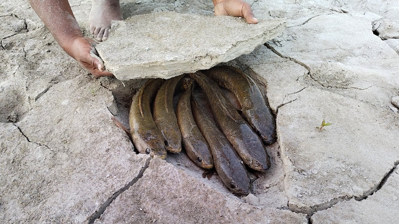 Amazing Boy Fishing in Dry Season | Catching Monster Fish in River Side Secret Hole | Hand Fishing |