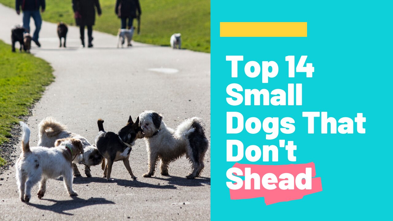 Top 14 Small Dogs That Don't Shead