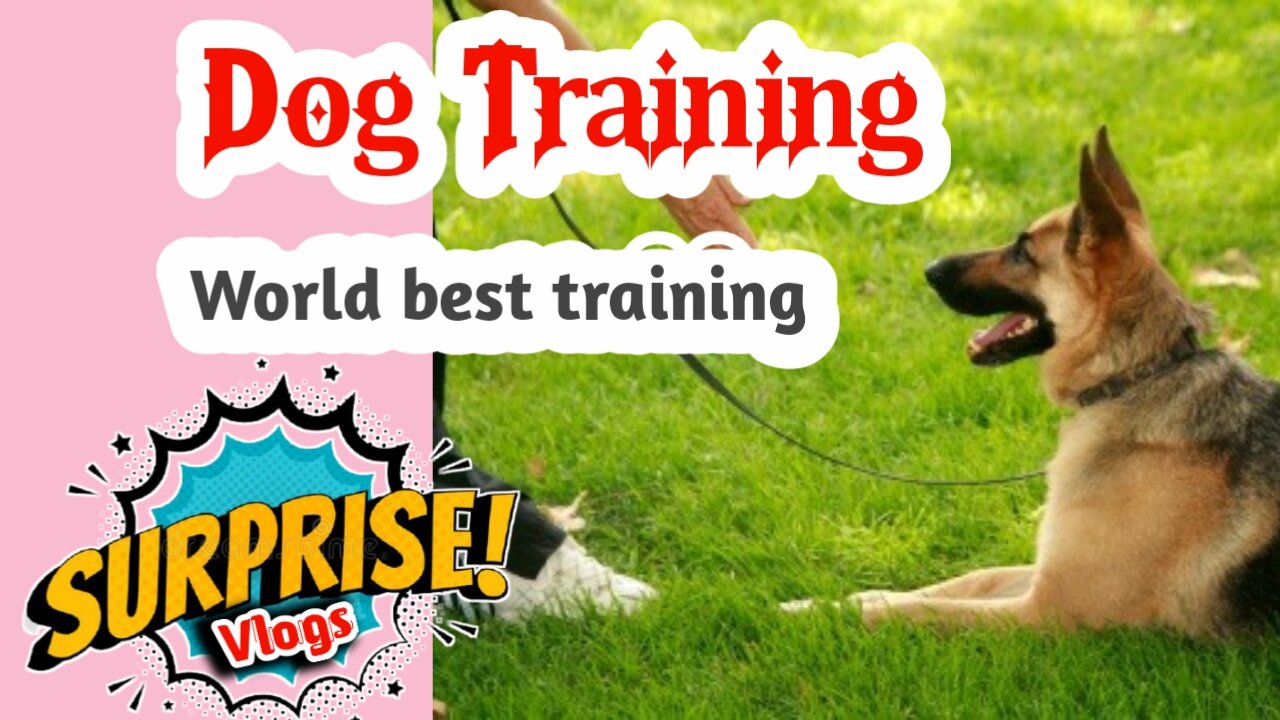 || Dog Training Collar With Remote || What Is The Difference Between Shock Collar And e Collar