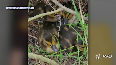 Ducklings rescued from drain