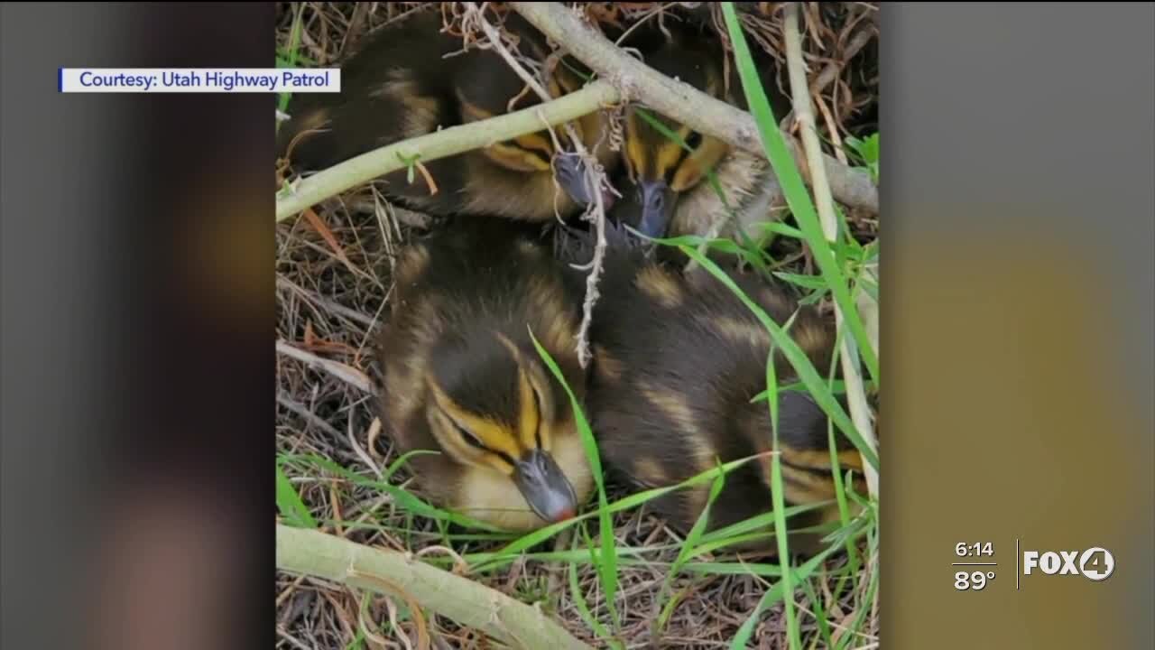 Ducklings rescued from drain