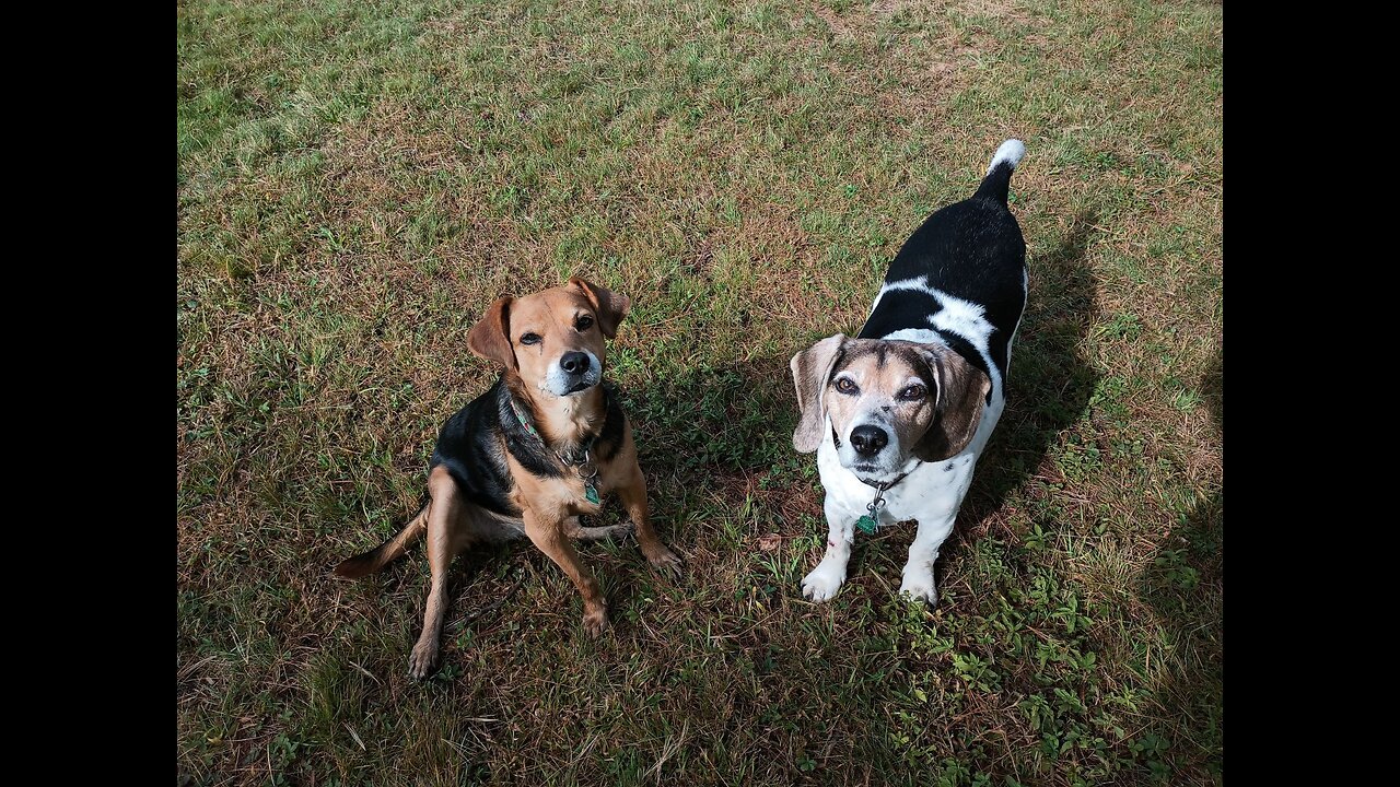 Clarabelle and Bandit