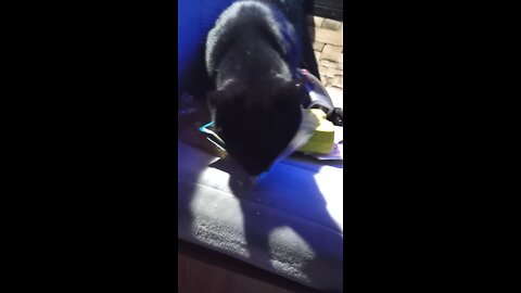 Crazy amount of birds scared away by one cat.