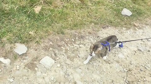 Donkey Is Very Curious to See a Cat