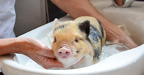 This Cute Pig using toilet nicely