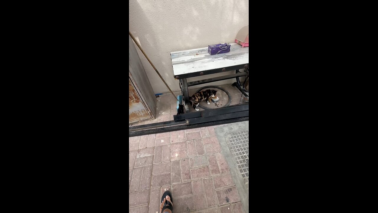 so cute kitty's