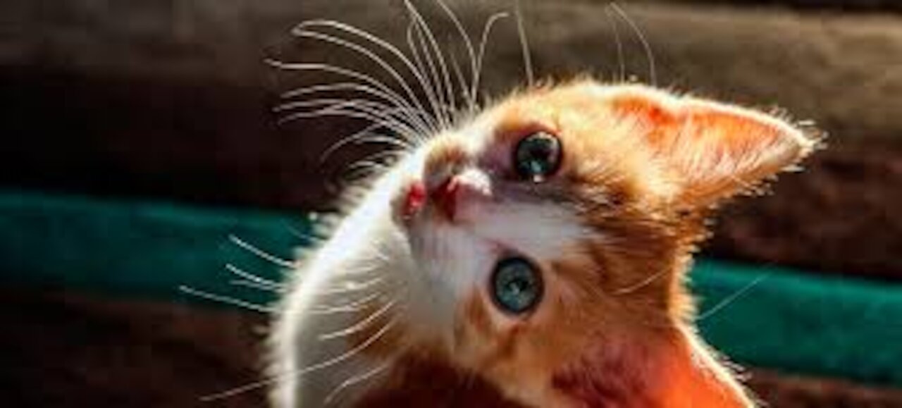 Cute And Funny Pets | Try Not To Laugh To These Pets Compilation #16 Cutest Lands